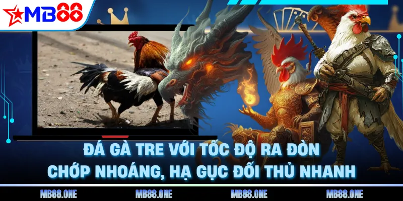 Đá gà tre với tốc độ ra đòn chớp nhoáng, hạ gục đối thủ nhanh