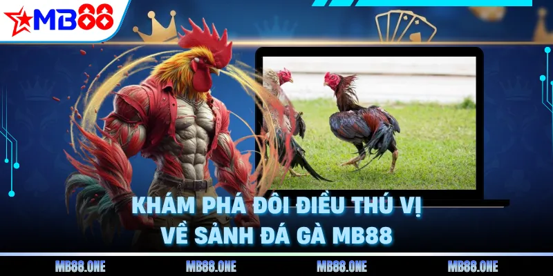 Khám phá đôi điều thú vị về sảnh đá gà MB88